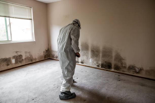 Best Mold Removal for HVAC Installations  in Sterling Heights, MI